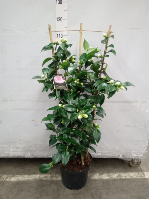 <h4>Camellia   ...mix 2</h4>