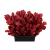 Quercus Preserved Cerise (oak,eik)