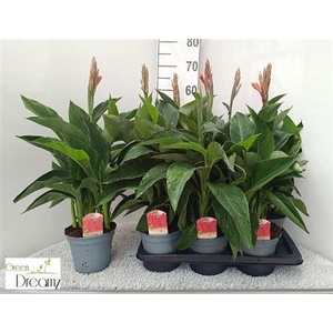 Canna 'Kreta'
