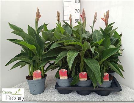 <h4>Canna 'Kreta'</h4>