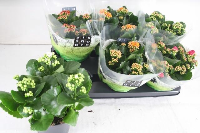 <h4>KAL GE GEM 5 KL</h4>