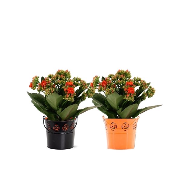 <h4>Kalanchoë Moreno in Pomm Halloween zinc</h4>