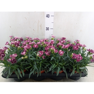 Dianthus car.