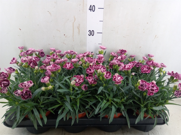 <h4>Dianthus car.</h4>