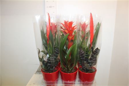 <h4>Bromelia Gem In Keramiek Pot</h4>