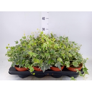 Hedera helix 'White Ripple'