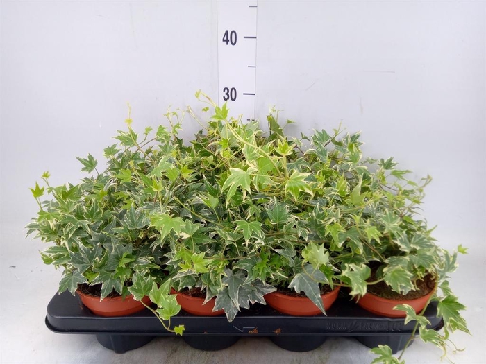 <h4>Hedera helix 'White Ripple'</h4>