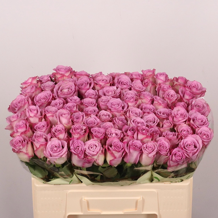 <h4>R GR THRILLER</h4>