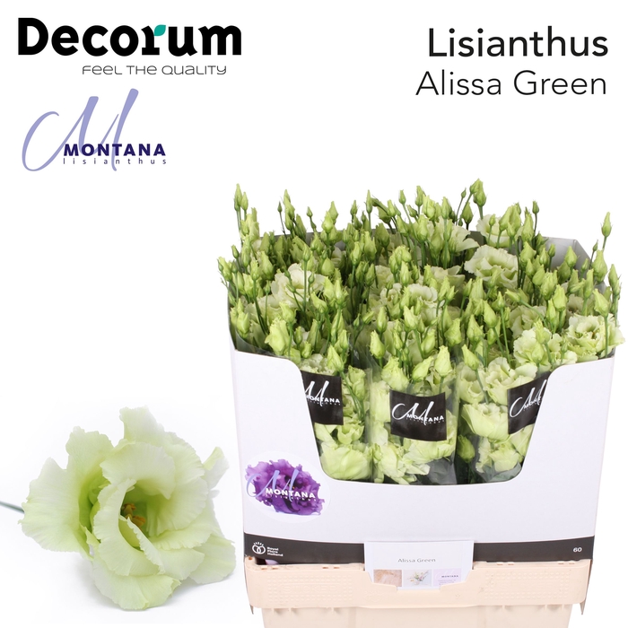 <h4>Lisianthus Alissa green 70cm</h4>