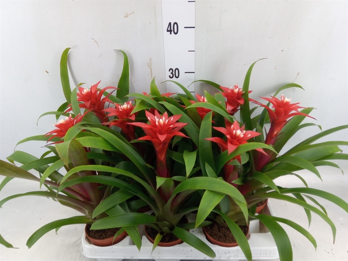 <h4>Guzmania  'Priscilla'</h4>