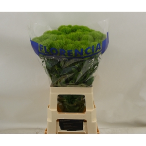 DI BARB GREEN TRICK