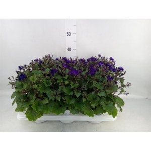 Pericallis cr. 'Senetti Blue Deep'