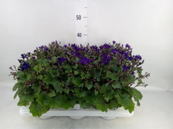 <h4>Pericallis cr. 'Senetti Blue Deep'</h4>