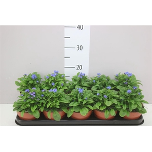 Myosotis Syl Laura Deep Blue