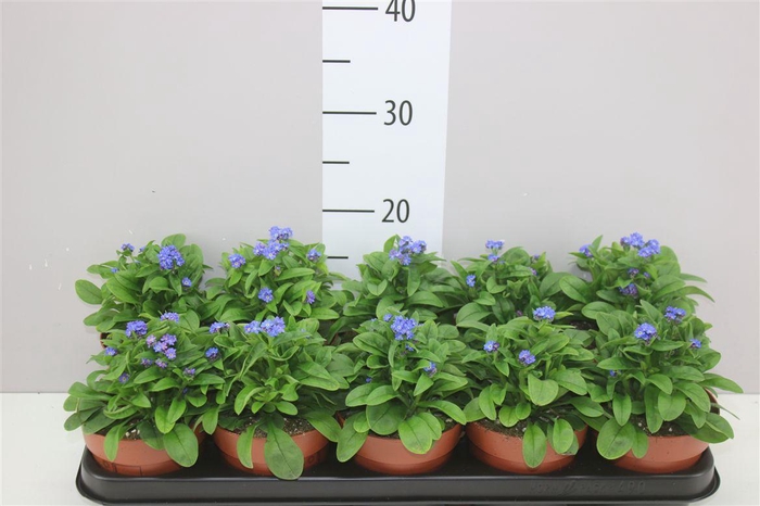 <h4>Myosotis Syl Laura Deep Blue</h4>