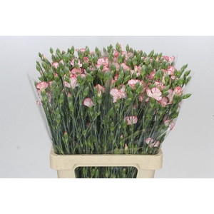 Dianthus Sp Symply Strike