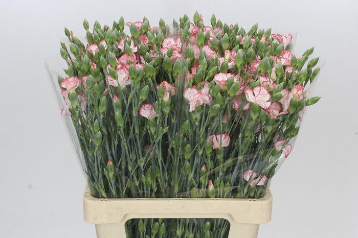 <h4>Dianthus Sp Symply Strike</h4>