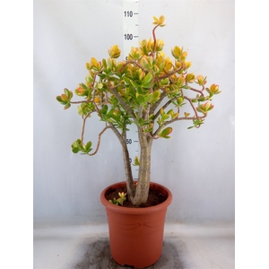 Crassula ovata 'Sunset'