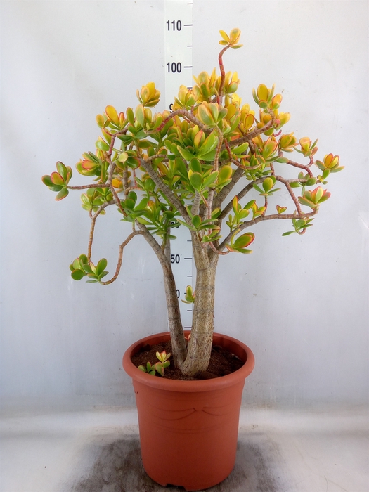 <h4>Crassula ovata 'Sunset'</h4>