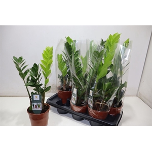 Zamio Zamiifolia