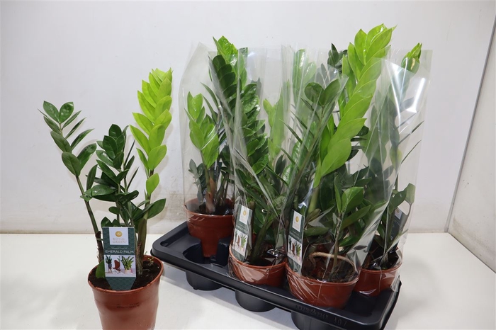 <h4>Zamio Zamiifolia</h4>