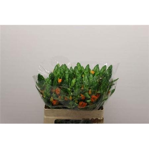 Ornit Db Royal Victo