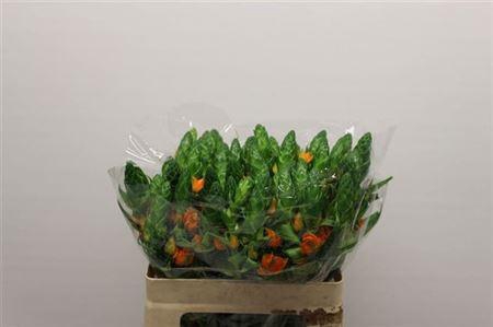 <h4>Ornit Db Royal Victo</h4>