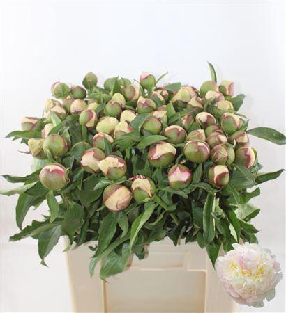 <h4>Paeo L Fairy Pettico</h4>