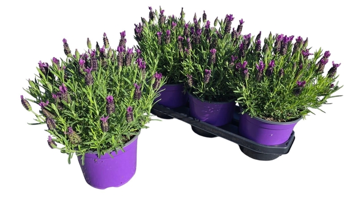 <h4>LAVAN STOECHAS</h4>