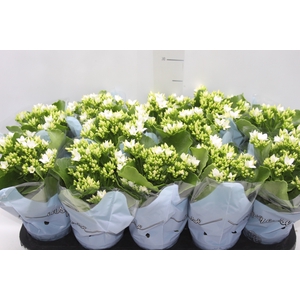 KALANCHOE P11
