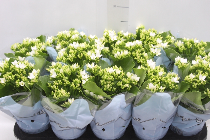 <h4>KALANCHOE P11</h4>