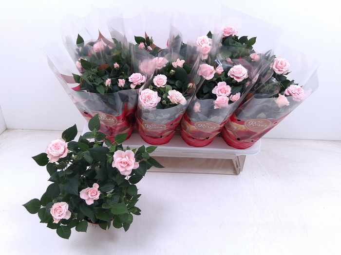 <h4>RO FAV RO PINK</h4>