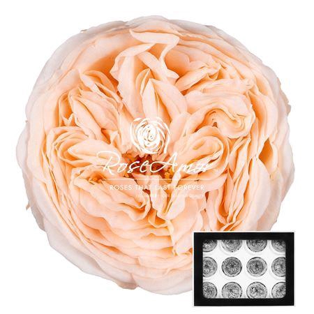 <h4>Amelia Pea89</h4>