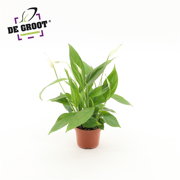 <h4>Spathiphyllum Alana</h4>