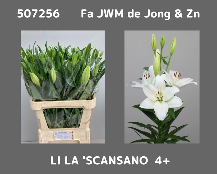 <h4>LI LA SCANSANO</h4>