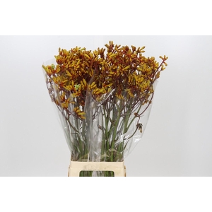 Anigozanthos Gold Fever
