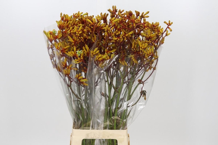 <h4>Anigozanthos Gold Fever</h4>