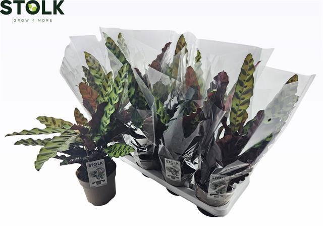 <h4>CALAT LANCIFOLIA</h4>