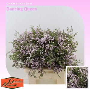 Chamelaucium Dancing Queen