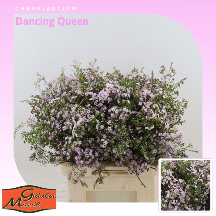 <h4>Chamelaucium Dancing Queen</h4>