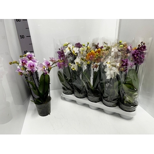 Phalaenopsis MF mix 12Ø 50cm 3st 30fl