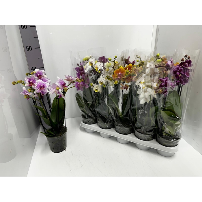 <h4>Phalaenopsis MF mix 12Ø 50cm 3st 30fl</h4>