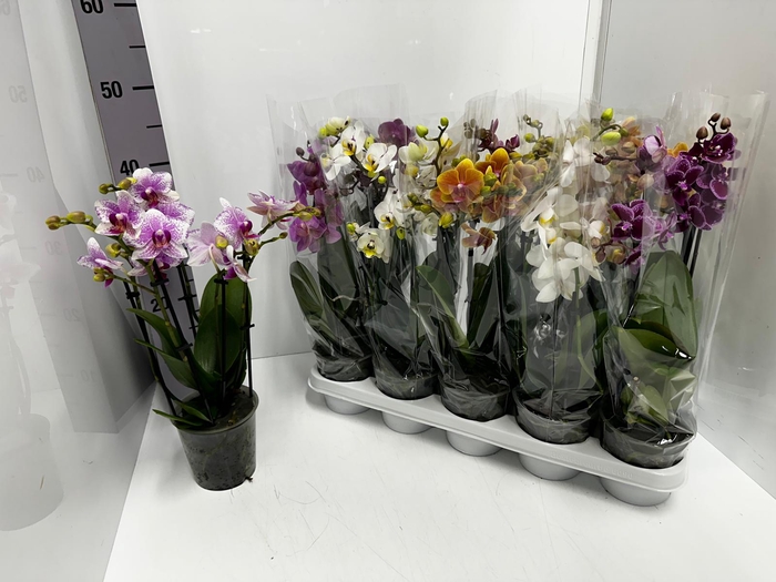 Phalaenopsis MF mix 12Ø 50cm 3st 30fl