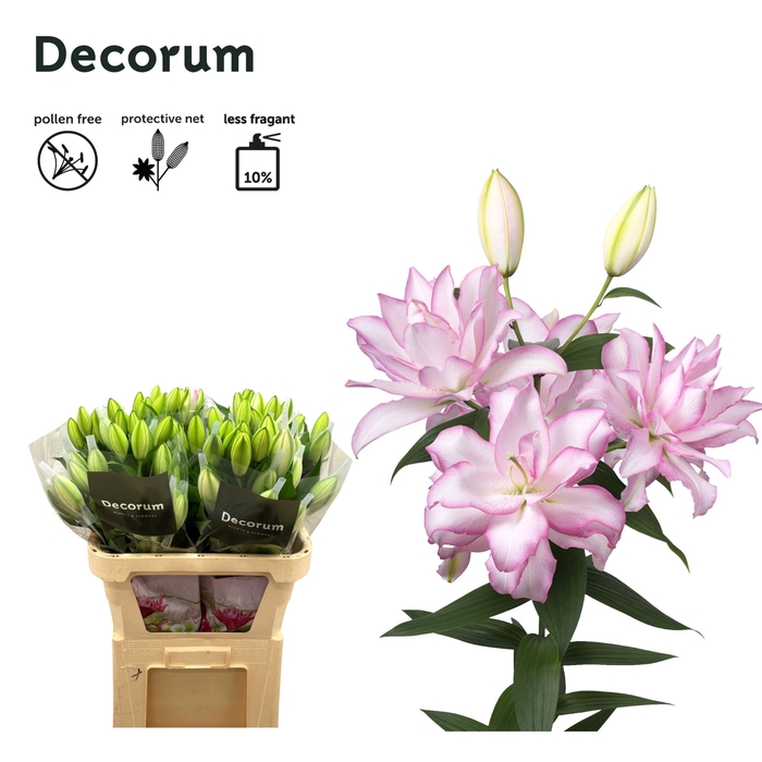 <h4>LILIUM ORI. DB 'ROSELILY ANOUSKA'</h4>