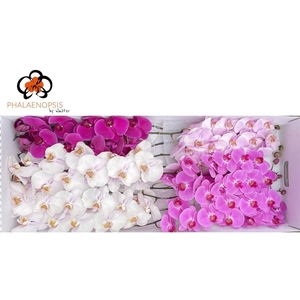 Phal Valentine Mix 10-13