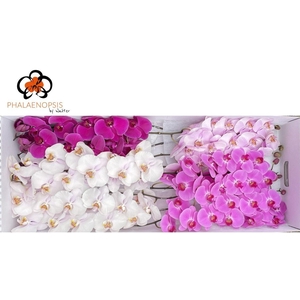 Phal Mothersday Mix 10-13