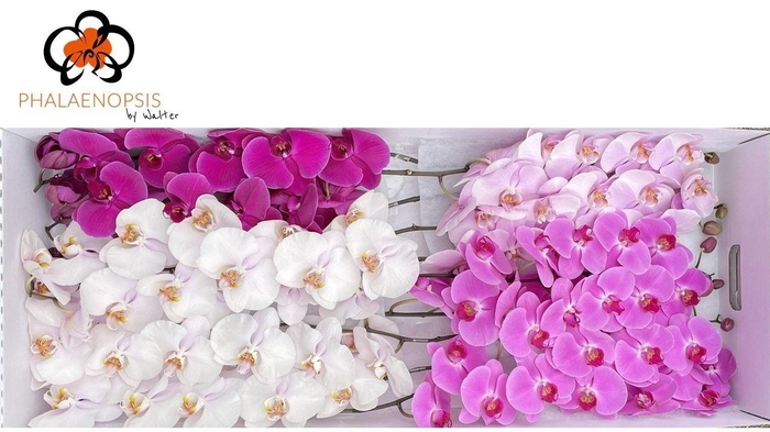 <h4>Phal Mothersday Mix 10-13</h4>
