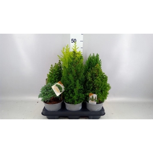 Conifers   ...mix