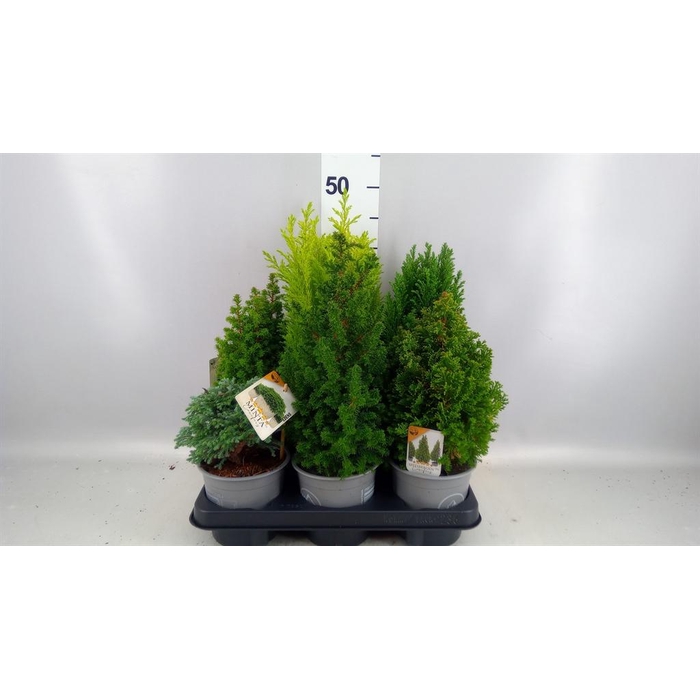 <h4>Conifers   ...mix</h4>