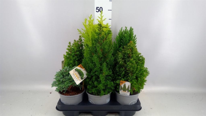 Conifers   ...mix